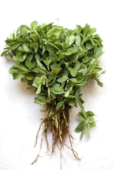 fenugreek-1